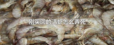 ​刚买回的活虾弄死虾会疼吗能吃吗 买的活虾一会就死了