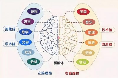 ​左右脑分别控制什么功能（左右脑分别怎样锻炼和开发）