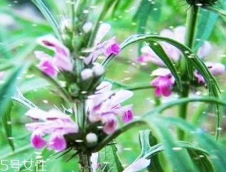 益母草的食用方法 鱼白益母草