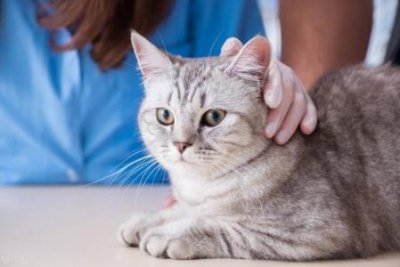 ​如何判断猫妈妈何时分娩？母猫生产期需要注意什么？