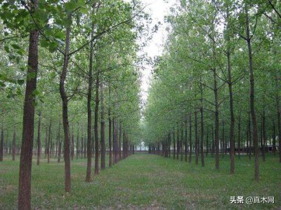 ​杨树都具备哪些用途？