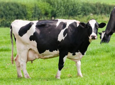 ​海外进口牛肉知多少？