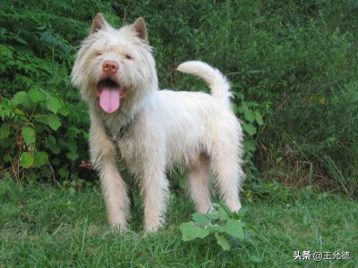 ​《中华神犬》~下司犬