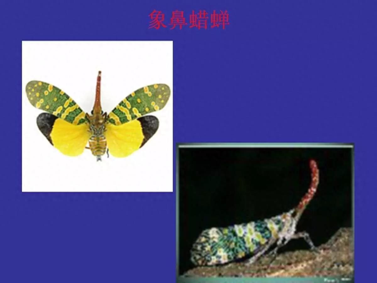 各种常见昆虫图谱