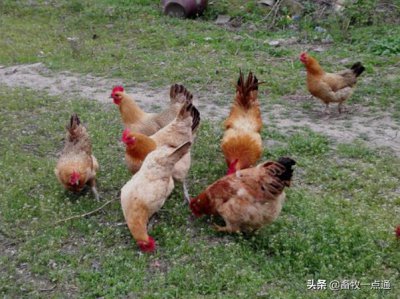 ​什么是鸡新城疫有哪些特点？
