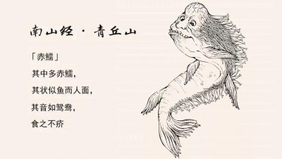 ​传说中的赤鱬，西方人眼里的美人鱼，14年不见踪迹，已功能性灭绝
