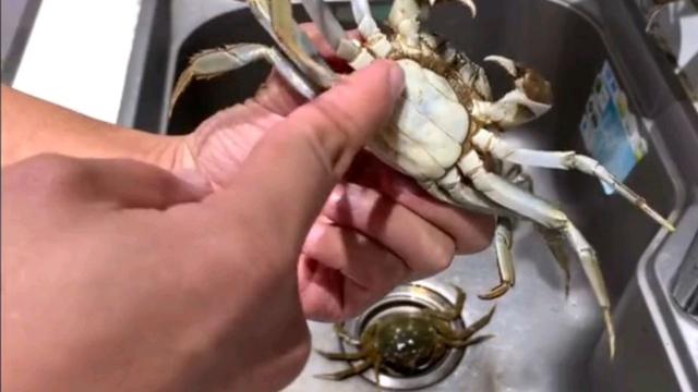 蒸螃蟹需要冷水下锅还是热水下锅（蒸螃蟹冷水下锅）(2)
