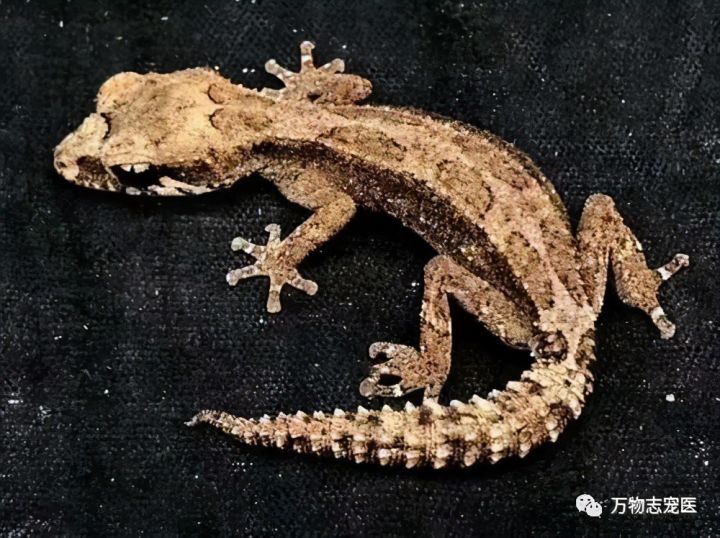 壁虎为什么叫守宫（守宫介绍和品种图鉴）