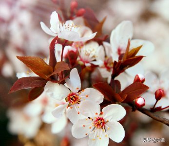 ​李子树可以嫁接什么果树（常见果树嫁接的五种搭配）