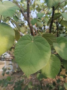 ​一年四季都开花的黄槿，不仅能吃，能用，还漂亮！你认识吗？