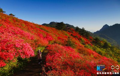 湖北麻城百万亩杜鹃花海