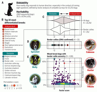 ​基因研究表明仅靠品种很难预测狗的行为