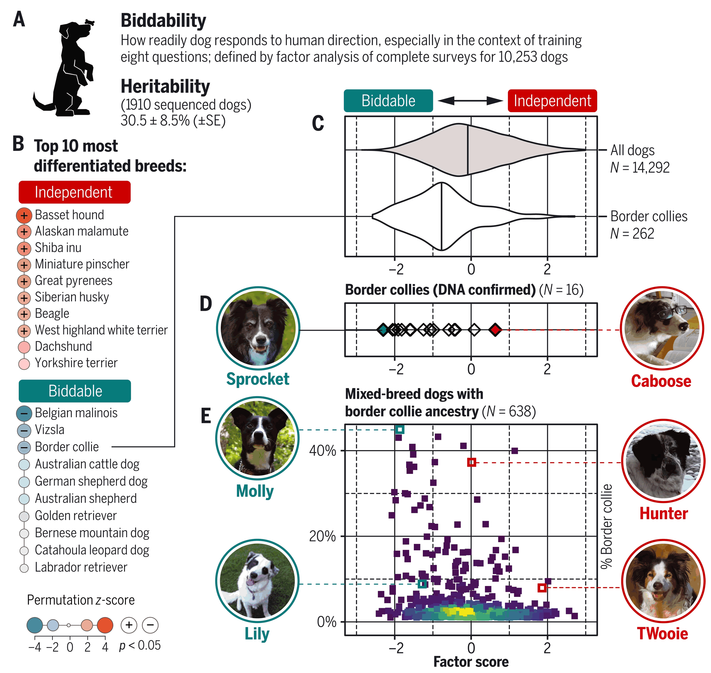 基因研究表明仅靠品种很难预测狗的行为