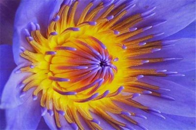 ​世界十大稀有名花排名（全球十大珍稀花卉品种及其花语）