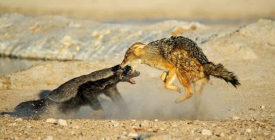 ​平头哥为什么谁都不怕（蜜獾平头哥为什么谁都敢打）