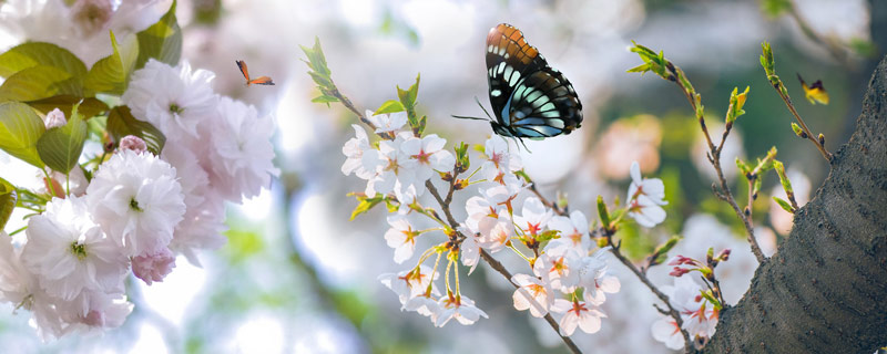 蝴蝶的家在哪里 蝴蝶的栖息地在哪里-图2