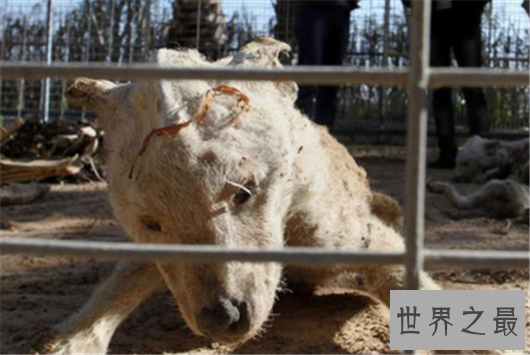 世界最惨动物园,这里的动物真的可怜到了极致