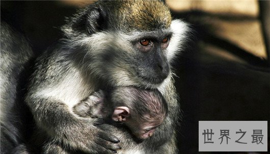 世界最惨动物园,这里的动物真的可怜到了极致