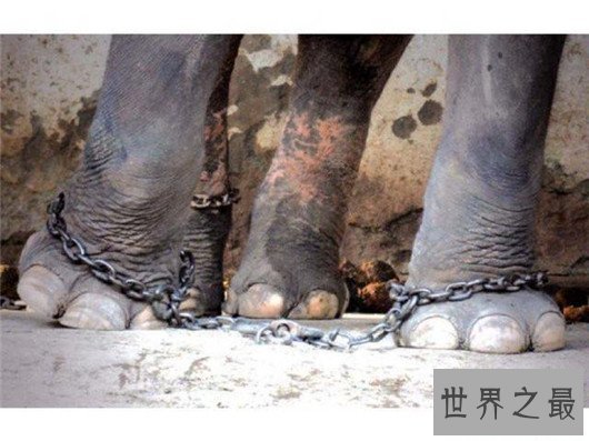 世界最惨动物园,这里的动物真的可怜到了极致