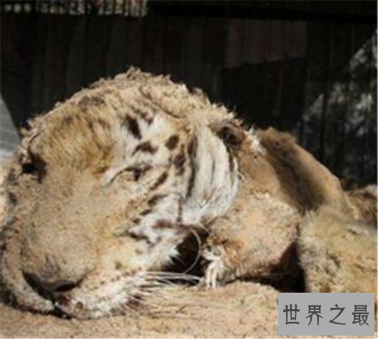 世界最惨动物园,这里的动物真的可怜到了极致