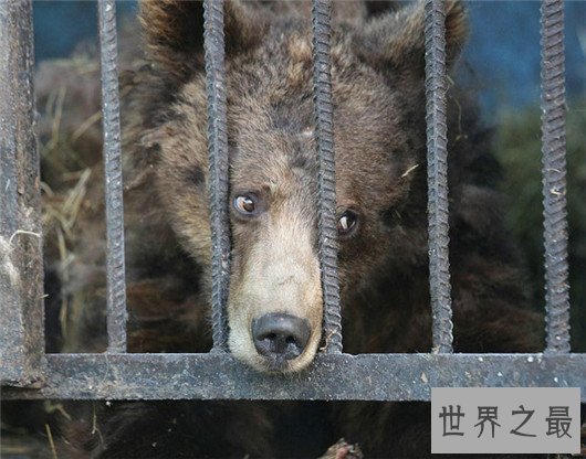 世界最惨动物园,这里的动物真的可怜到了极致
