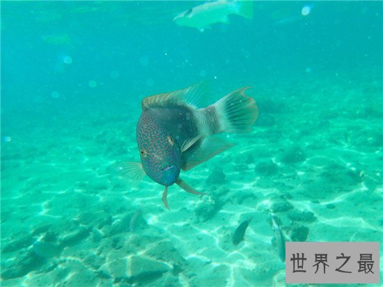 世界上眼睛最奇特的鱼,比目鱼的双眼长在头部一侧