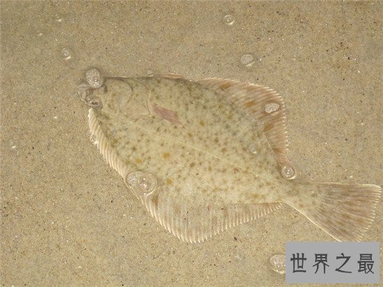 世界上眼睛最奇特的鱼,比目鱼的双眼长在头部一侧