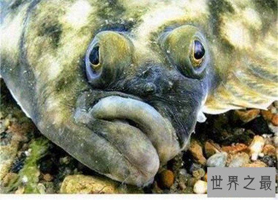 世界上眼睛最奇特的鱼,比目鱼的双眼长在头部一侧