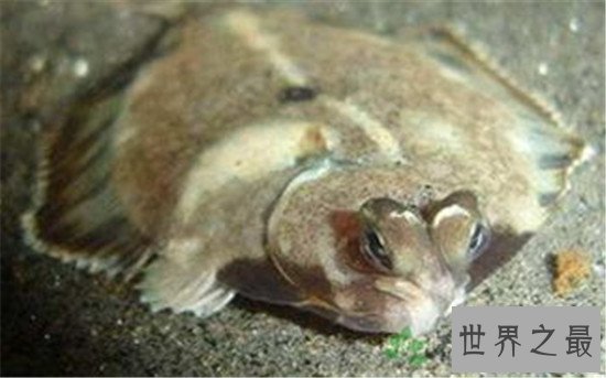 世界上眼睛最奇特的鱼,比目鱼的双眼长在头部一侧