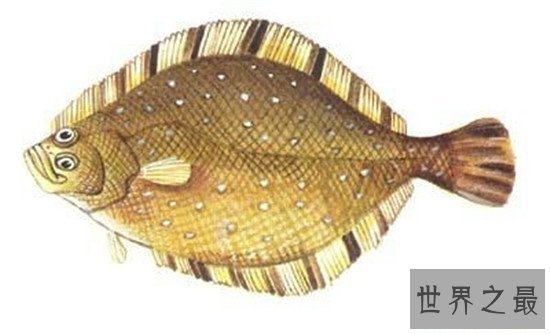 世界上眼睛最奇特的鱼,比目鱼的双眼长在头部一侧