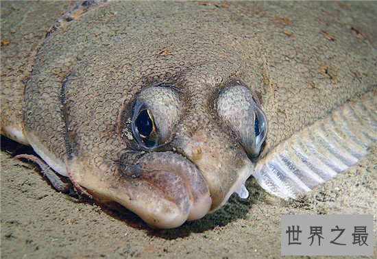 世界上眼睛最奇特的鱼,比目鱼的双眼长在头部一侧