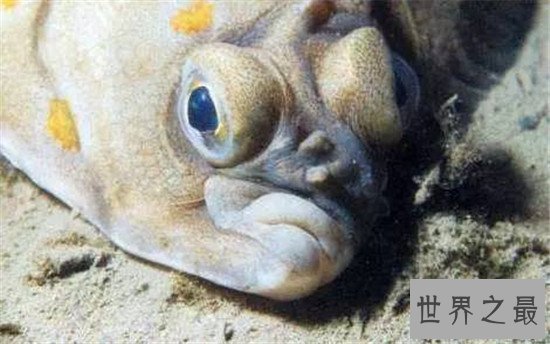 世界上眼睛最奇特的鱼,比目鱼的双眼长在头部一侧