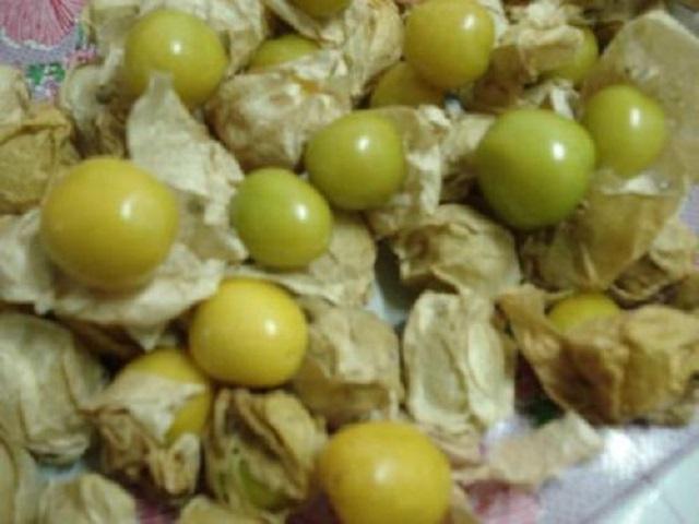 它是乡下小孩最爱野果，吃起来酸酸脆脆，别名“灯笼草”，很好看