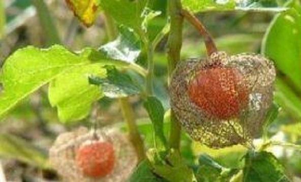 它是乡下小孩最爱野果，吃起来酸酸脆脆，别名“灯笼草”，很好看