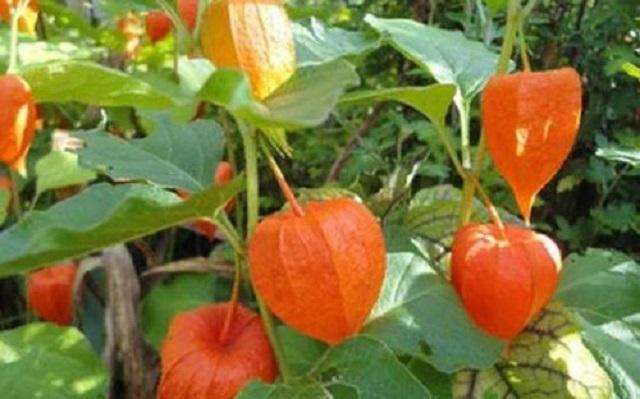 它是乡下小孩最爱野果，吃起来酸酸脆脆，别名“灯笼草”，很好看