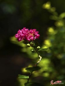 ​花儿什么(花儿什么什么补充句子)