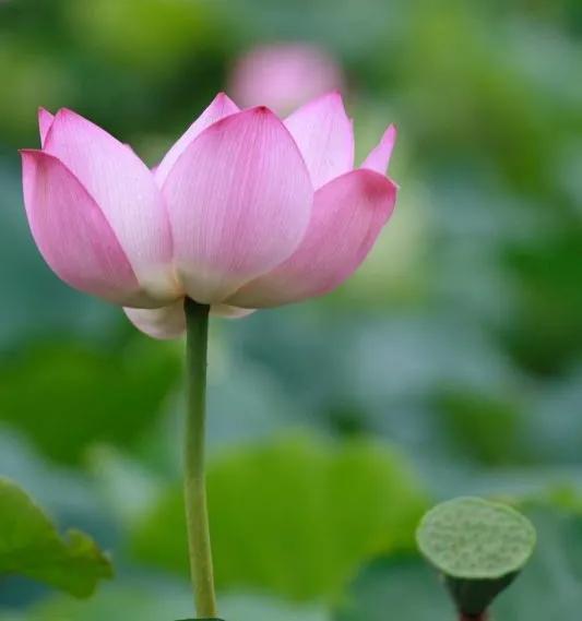 河北电视台女主持人名单表(河北电视台新台花常笑)