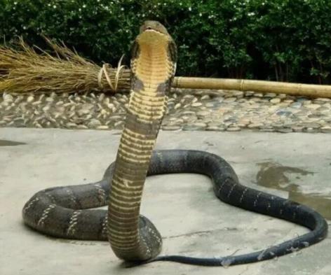 梁静和管虎什么关系 梁静的老公是管虎吗