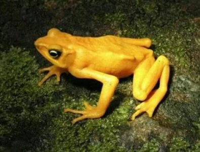 ​梁静和管虎什么关系 梁静的老公是管虎吗