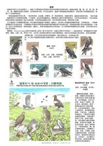 ​鸟类动物-猛禽