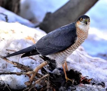 ​辽阳候鸟——雀鹰