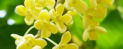 ​桂花香对人体有好处吗 桂花香对人体有什么影响