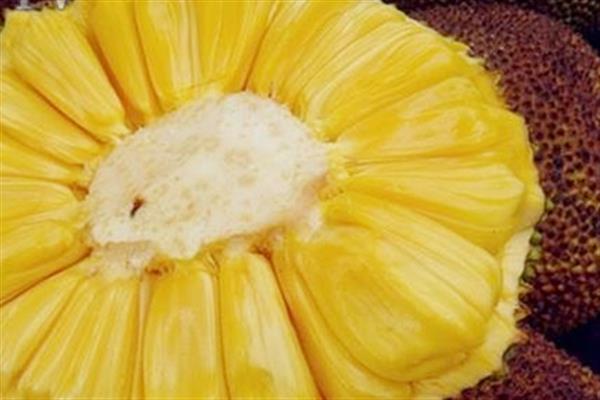 菠萝蜜可以和酸奶一起吃吗 菠萝蜜酸奶吃法 菠萝蜜可以和酸奶一起吃吗 菠萝蜜酸奶吃法