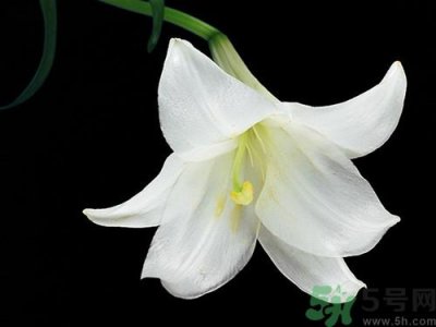 ​干百合和新鲜百合哪个好?干百合和新鲜百合的区别