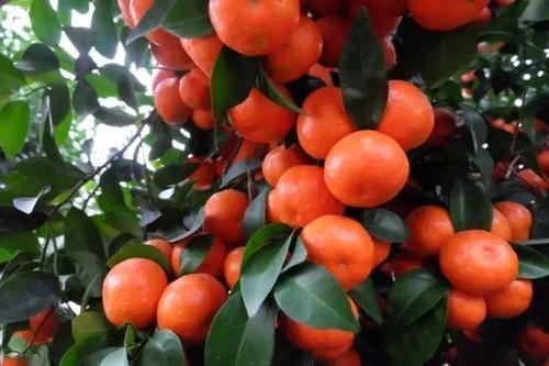 砂糖橘的热量高吗 砂糖橘不适合与什么搭配 砂糖橘的热量高吗 砂糖橘不适合与什么搭配