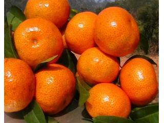 砂糖橘的热量高吗 砂糖橘不适合与什么搭配 砂糖橘的热量高吗 砂糖橘不适合与什么搭配