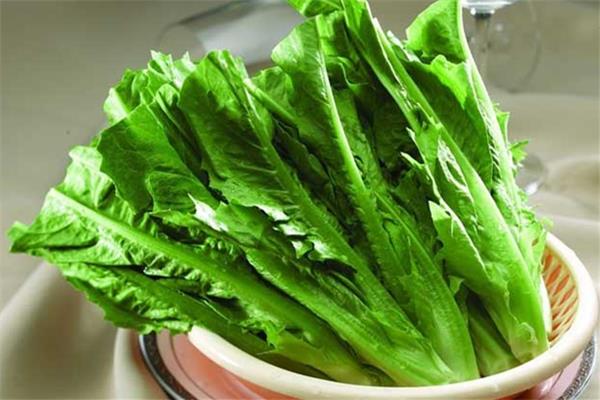 油麦菜的功效和作用 油麦菜可以减肥吃吗 油麦菜的功效和作用 油麦菜可以减肥吃吗