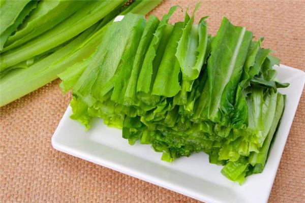 油麦菜的功效和作用 油麦菜可以减肥吃吗 油麦菜的功效和作用 油麦菜可以减肥吃吗