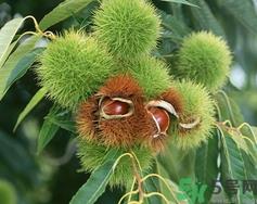 吃板栗会胖吗?吃板栗会不会发胖? 吃板栗会胖吗?吃板栗会不会发胖?