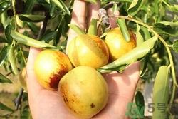 冬枣可以带上飞机吗?冬枣可以托运吗 冬枣可以带上飞机吗?冬枣可以托运吗